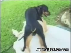 Hot milf amateur fucked in crazy video by the dog 